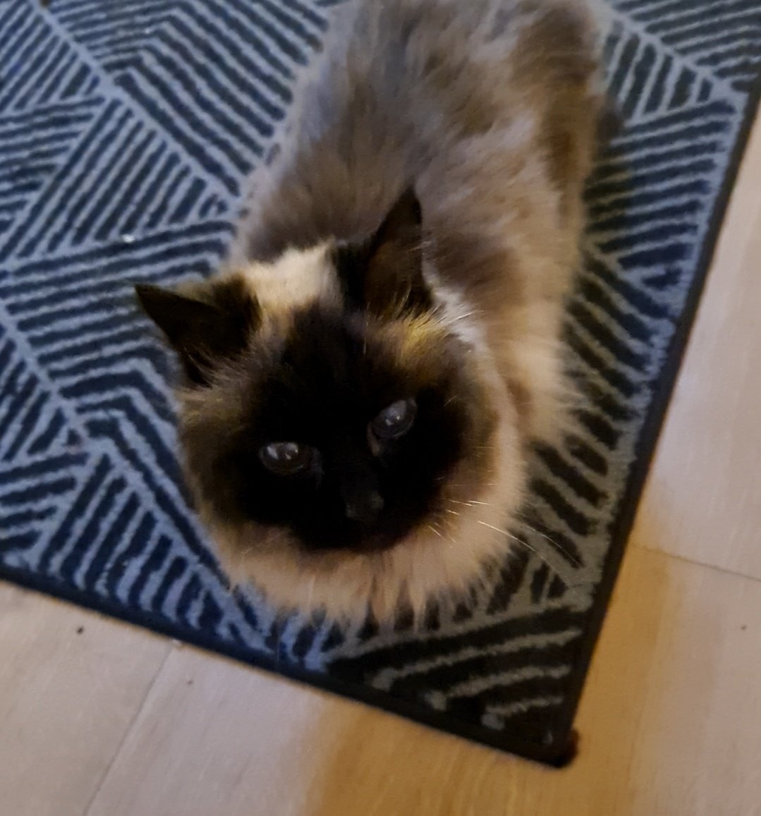 vx_seba's tweet photo. Impossibly hard to let go, but cant selfishly let you suffer

Happy Ive had the most gorgeous loving and a little bit braindead cat for the time I did

Sleepwell Klara ❤️ https://t.co/Q2lm1TFyqZ
