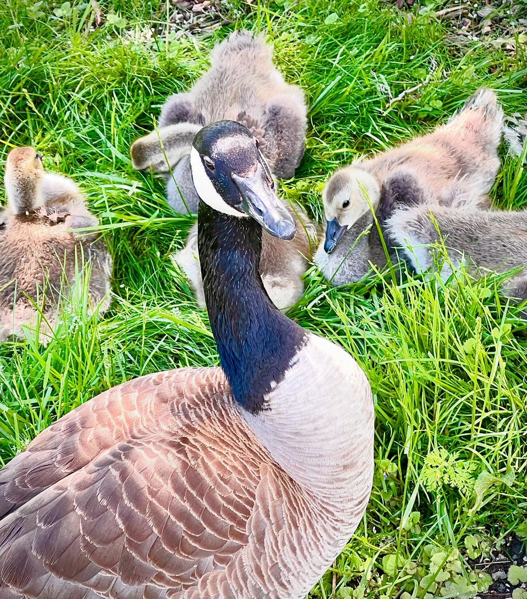 r_fototkr's tweet photo. Morning!
#JoyfulJune #myhappyplace #geeseandgoslings #whereiwander https://t.co/l785gxd39H