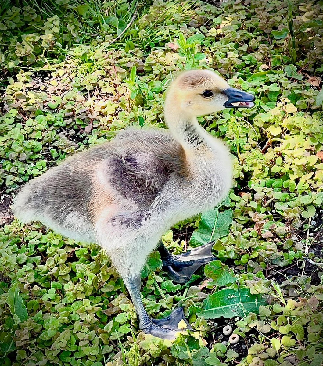 r_fototkr's tweet photo. Morning!
#JoyfulJune #myhappyplace #geeseandgoslings #whereiwander https://t.co/l785gxd39H