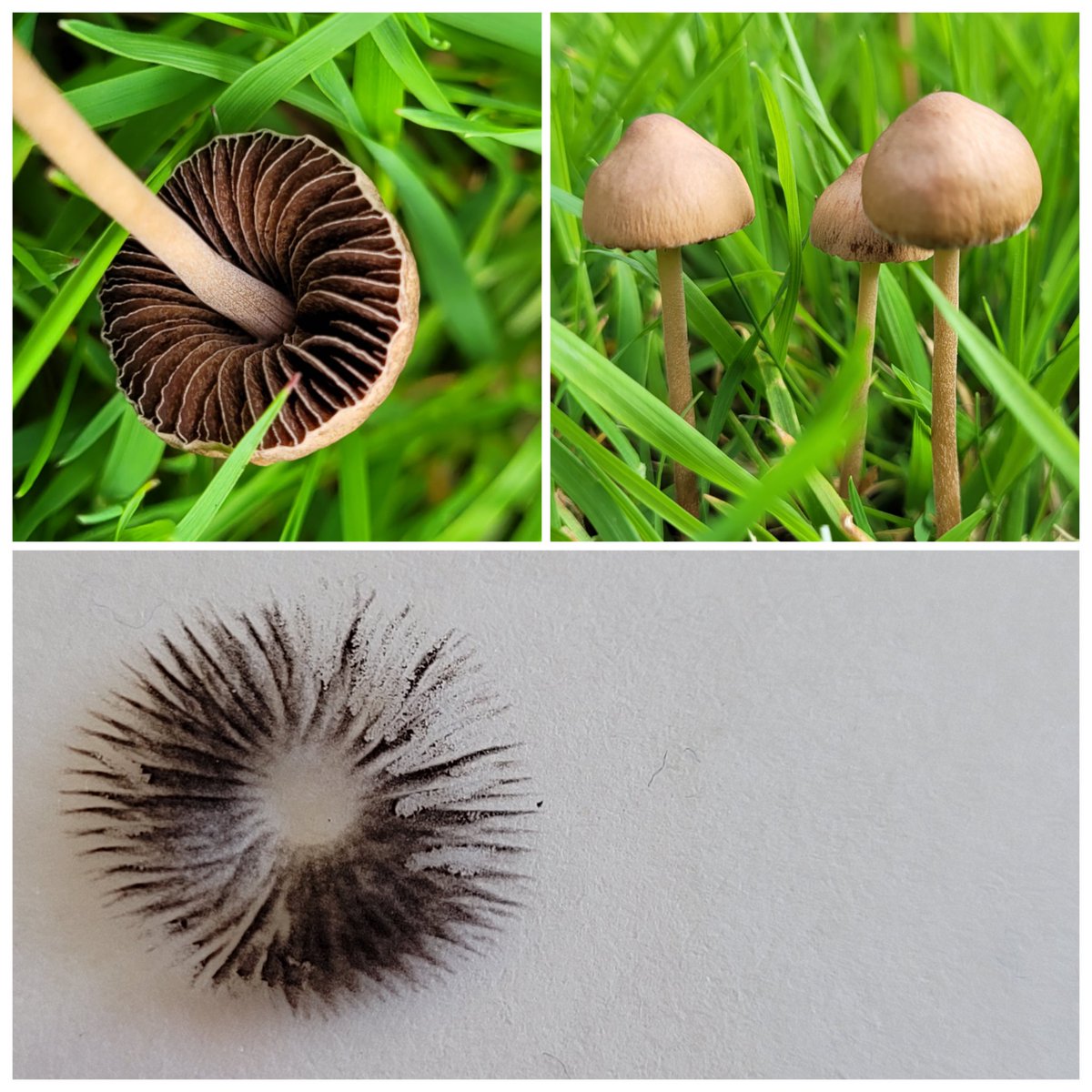 Lovely little lawn friends.

#fungi #FungiFriday #mushroomoftheday