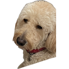 What a brilliant evening. Proud to be part of such a supportive and giving environment. Congratulations to Fred Therapy Dog on completing 30 hours of volunteering 🐩 #PetsasTherapy