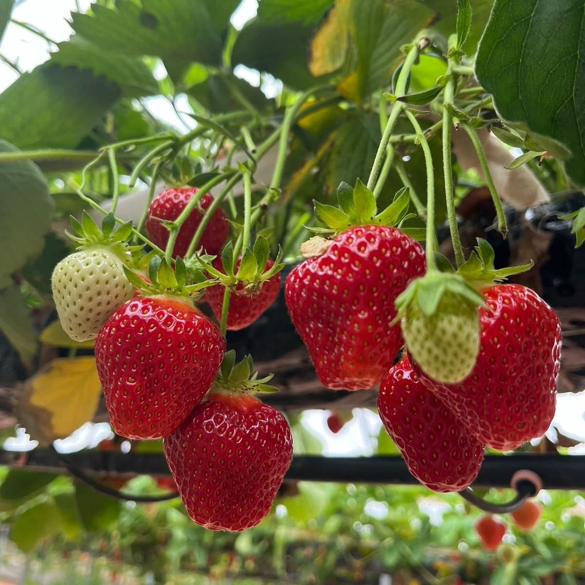 📢 Great news! We've just released more tickets for this weekend! 🍓🌞

🕒 Your session time is your entrance time. The last admission to our fields is at 4:15PM, and our farm closes at 5:00PM. 

Book your tickets here ➡️ 🎟️🍓 manorfarmfruits.co.uk/book-now/