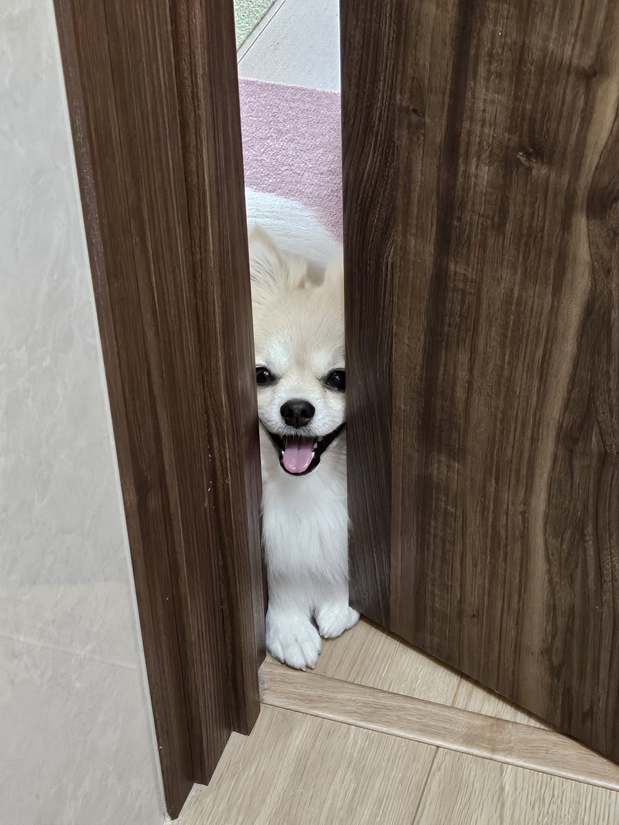 主のトイレを嬉しそうに見てるね

#いぬ 
#いぬのいる暮らし 
#ポメチワ