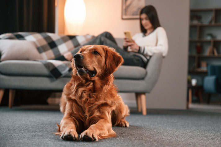 Carrymypet's tweet photo. Being a pet parent is a rewarding experience, bringing love, joy, and companionship into one's life. But it is not uncommon to make a mistake or two that impacts your pet’s health. Here's how to avoid them. 

https://t.co/5eZjCPvHWc https://t.co/v86RFUiXq4