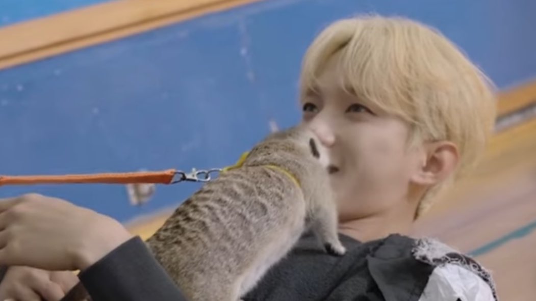 sounds_of_cheol's tweet photo. dk with morae the meerkat 🥹 https://t.co/SnXsisWGHa