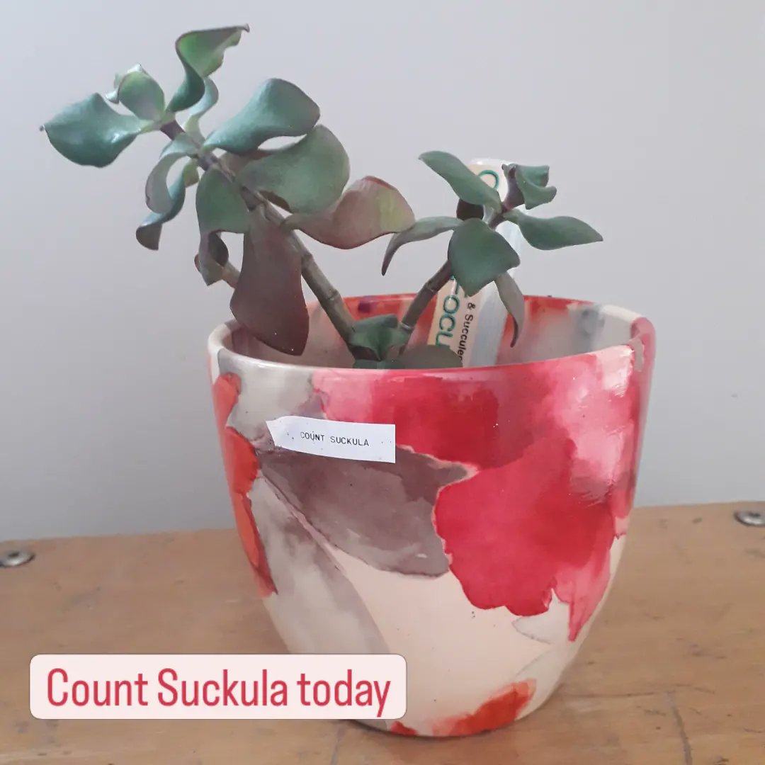 Look how much Count Suckula has grown! I got him back in 2019 from <a href="/StarlabUKLtd/">Starlab</a> <a href="/JamalSTARLAB/">Jamal STARLAB</a>