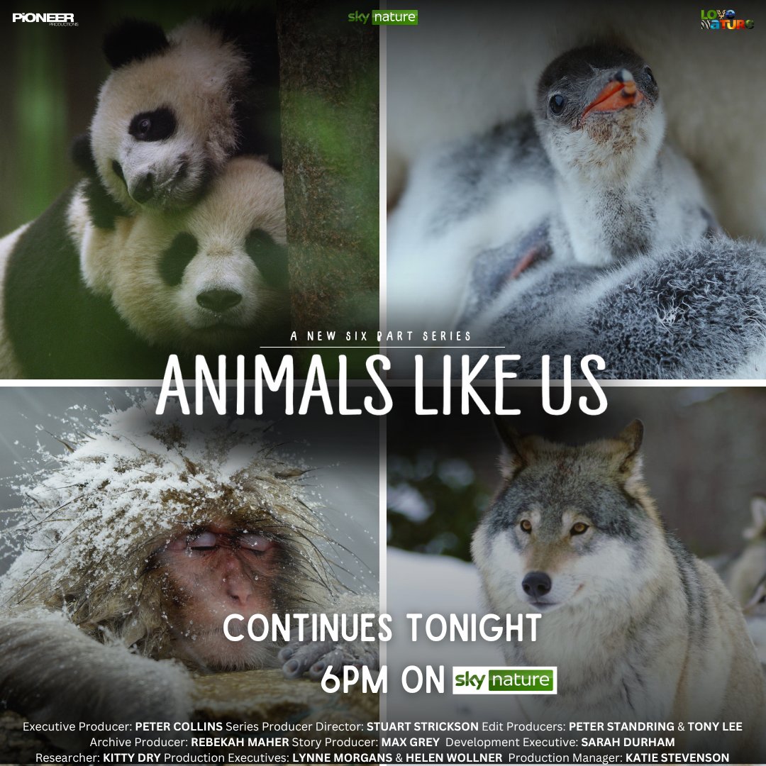Pioneer Productions (@pioneer_prod) on Twitter photo Tonight, #AnimalsLikeUs concludes on @SkyTV #Nature at 6pm BST, & <a href="/LoveNature/">Love Nature</a> at 8pm EDT.
Catch this rare glimpse into the lives of charismatic animals that behave a lot like we do! Tonight, #AnimalsLikeUs concludes on @SkyTV #Nature at 6pm BST, & <a href="/LoveNature/">Love Nature</a> at 8pm EDT.
Catch this rare glimpse into the lives of charismatic animals that behave a lot like we do!