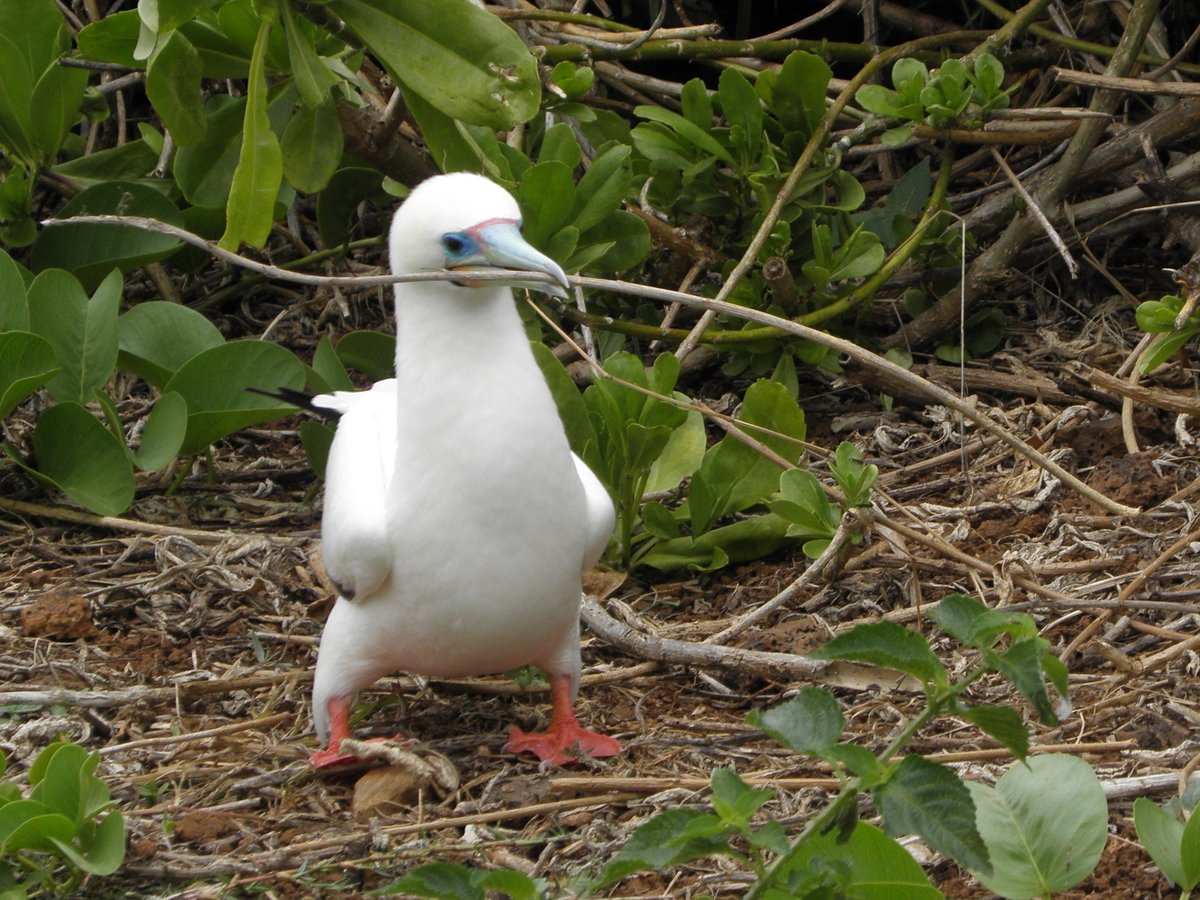 Lyell Centre (@lyellcentre) on Twitter photo 📜NEW PAPER: The migratory habits of adult red-footed boobies in the Indian Ocean have been explored in a new study, led by #LyellCentre researchers @SVotier and Dr Ruth Dunn.🪽
Read it in full
nsojournals.onlinelibrary.wiley.com/doi/10.1111/ja…
#GlobalResearch #GlobalImpact #TheLyellCentre <a href="/HeriotWattUni/">Heriot-Watt University</a> 📜NEW PAPER: The migratory habits of adult red-footed boobies in the Indian Ocean have been explored in a new study, led by #LyellCentre researchers @SVotier and Dr Ruth Dunn.🪽
Read it in full
nsojournals.onlinelibrary.wiley.com/doi/10.1111/ja…
#GlobalResearch #GlobalImpact #TheLyellCentre <a href="/HeriotWattUni/">Heriot-Watt University</a>