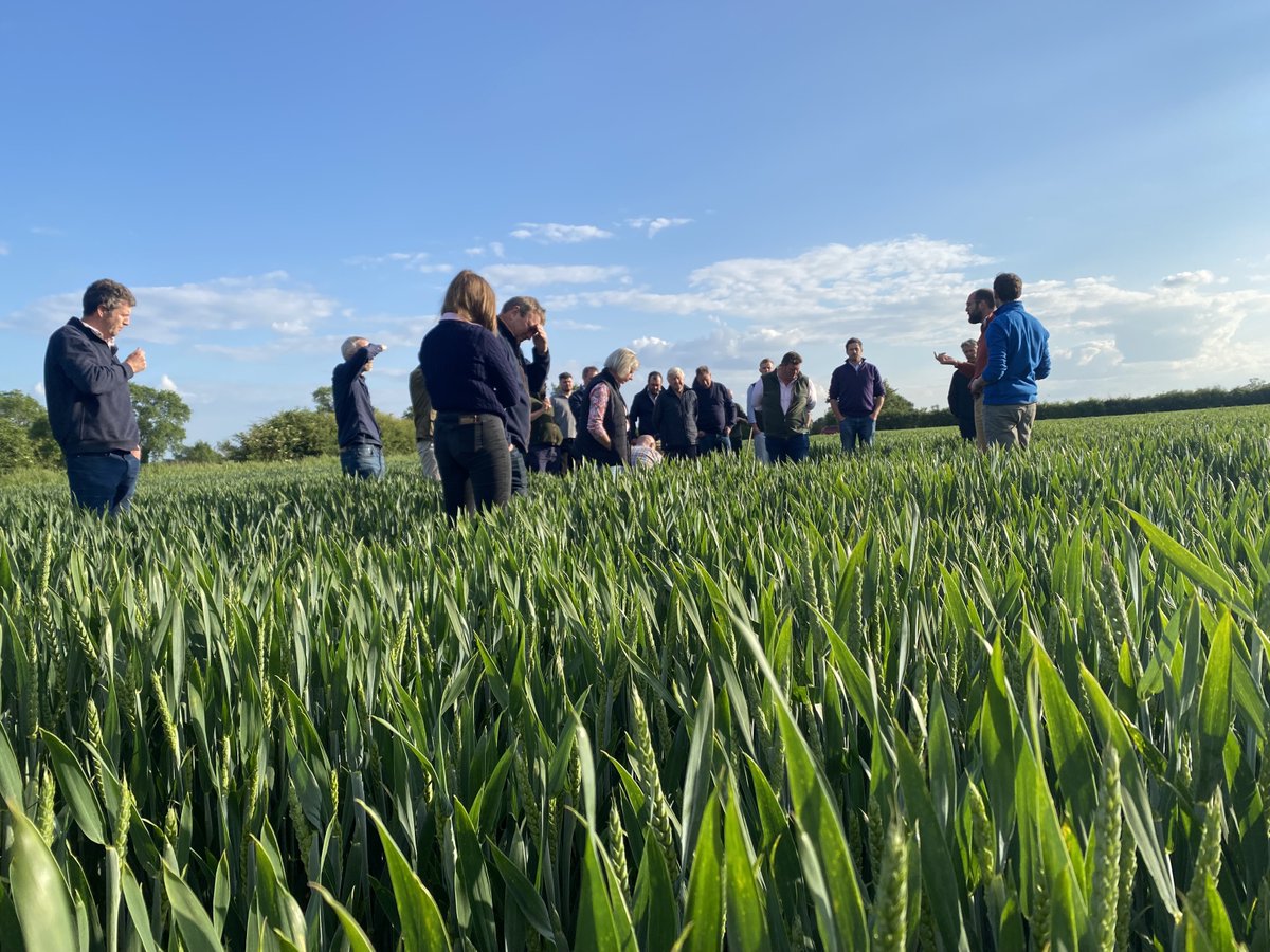 ADMAgriculture's tweet image. Thank you to everyone who attended the #Weetabix #Growers Group #farm walk yesterday. A special thanks to our host, Matt Knight, whose innovative practices and dedication to #sustainable #farming have set a benchmark for all #Weetabix growers.