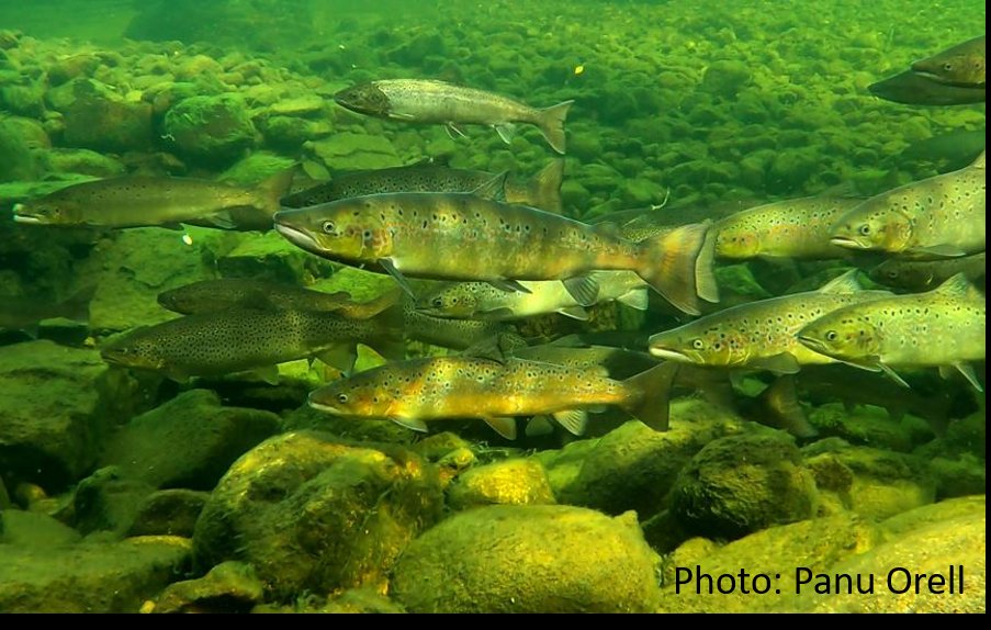 Jaakko Erkinaro (@jaakkoerkinaro) on Twitter photo Nice video on our annual snorkeling survey, counting spawning Atlantic salmon in a River Teno tributary. Something about pink salmon too.
Unfortunately the language in the video may remain cryptic for most
<a href="/LukeFinland/">Luonnonvarakeskus</a>
youtu.be/zwyfXBlzRR8?si… Nice video on our annual snorkeling survey, counting spawning Atlantic salmon in a River Teno tributary. Something about pink salmon too.
Unfortunately the language in the video may remain cryptic for most
<a href="/LukeFinland/">Luonnonvarakeskus</a>
youtu.be/zwyfXBlzRR8?si…