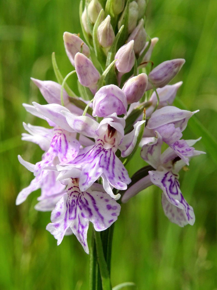 JenStone987028's tweet photo. A lovely Common spotted Orchid. There's an abundance of wild Orchids growing around Cheshire at the moment, I love seeing them each year! 😍 https://t.co/n8HNlkP6Ym