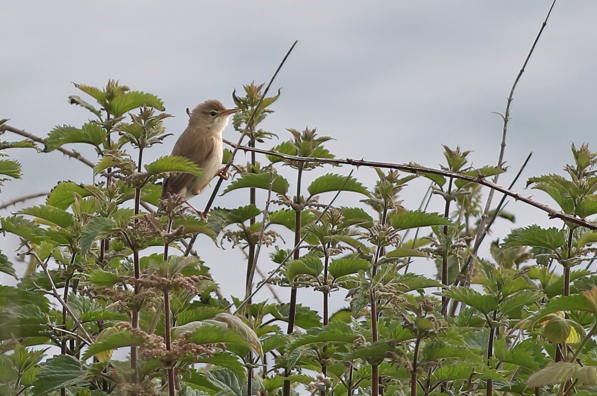 Dropping below the cliff top seeking shelter from the wind <a href="/FlamboroughBird/">Flamborough Bird Observatory</a> brought instant reward ... immediately greeted by the manic song of this Marsh Warbler. Spring 2024 just keeps giving.