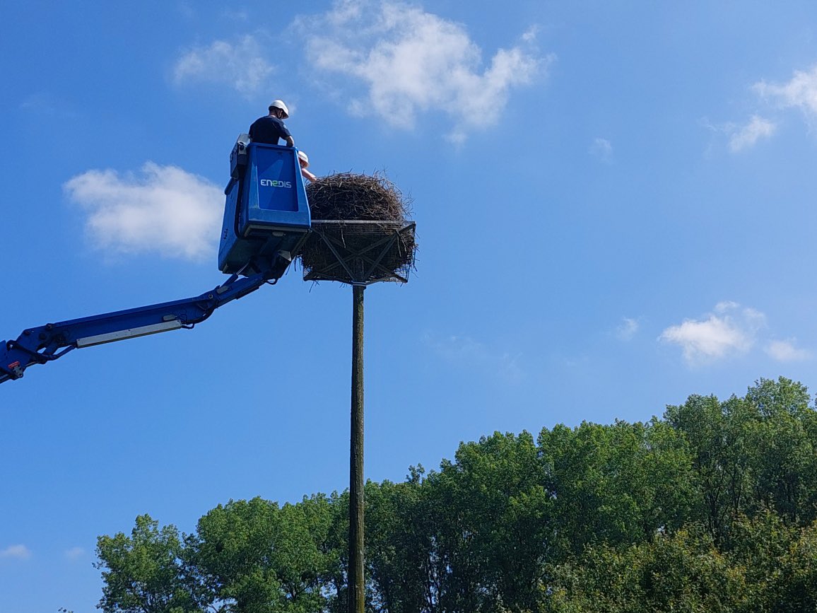 enedis_hdf's tweet photo. Des cigogneaux bagués ds l’#Avesnois ce matin à #Maroilles ! Ludovic &amp; Gaëtan, 👨‍🔧@enedis st intervenus en #nacelle pr amener les 🐣en #sécurité au pied du poteau pr le #bagueur M. Hildebrand. Agir pr un🌏 #durable, c’est aussi ça, exercer nos missions de #ServicePublic !#RSE #GON https://t.co/fRQC2XfcVt