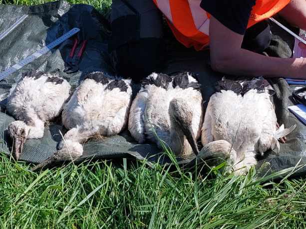 Des cigogneaux bagués ds l’#Avesnois ce matin à #Maroilles ! Ludovic &amp; Gaëtan, 👨‍🔧<a href="/enedis/">Enedis</a> st intervenus en #nacelle pr amener les 🐣en #sécurité au pied du poteau pr le #bagueur M. Hildebrand. Agir pr un🌏 #durable, c’est aussi ça, exercer nos missions de #ServicePublic !#RSE #GON