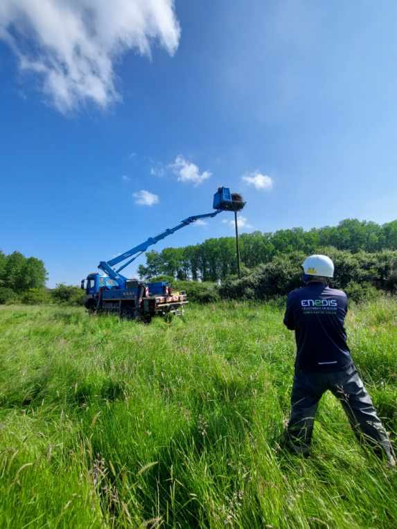 enedis_hdf's tweet photo. Des cigogneaux bagués ds l’#Avesnois ce matin à #Maroilles ! Ludovic &amp; Gaëtan, 👨‍🔧@enedis st intervenus en #nacelle pr amener les 🐣en #sécurité au pied du poteau pr le #bagueur M. Hildebrand. Agir pr un🌏 #durable, c’est aussi ça, exercer nos missions de #ServicePublic !#RSE #GON https://t.co/fRQC2XfcVt