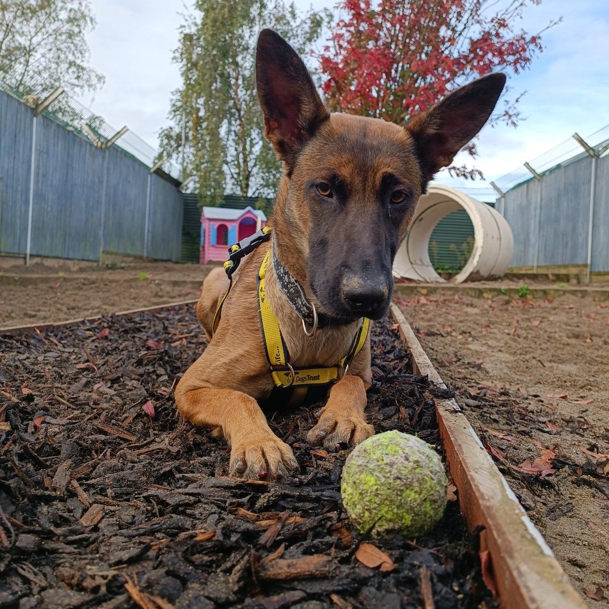 DogsTrust_IE's tweet image. "You gonna throw that?" - Zena 🎾💭 #thursdaythoughts #throwbackpic 

dogstrust.ie/rehoming/dogs/…