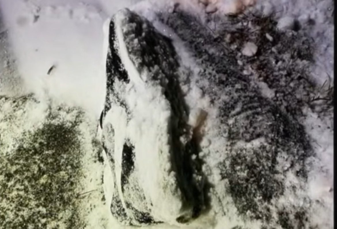 Reel Crime Sisters tweet media