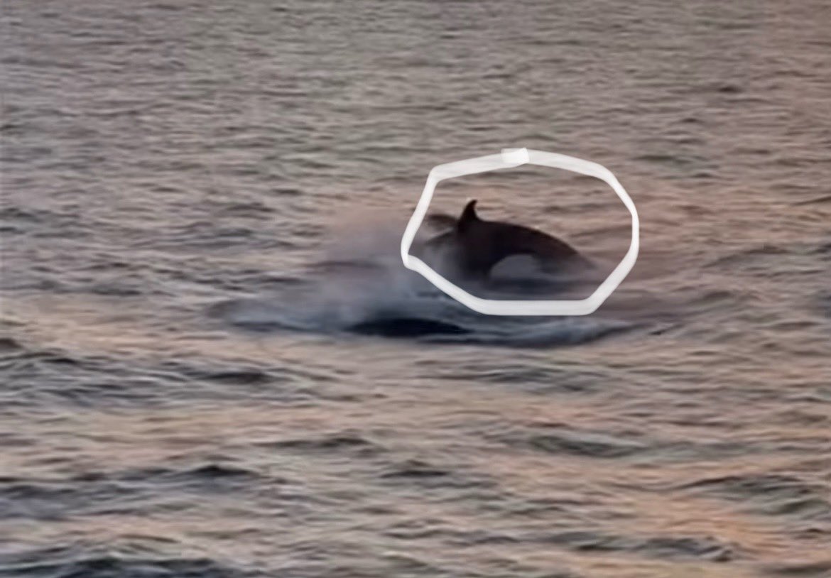 MikeDubberlyGDA's tweet photo. Orcas in the Gulf of Mexico😳👍🏽This awesome video captured by Charter Boat Lady Em out of Destin, Florida this week about 75-miles off the coast.  Dauphin Island Sea Lab marine biologists and Mackenzie Russell at the Alabama Marine Mammal Stranding Network confirm from the video that these are killer whales #orcasinthegulf #killerwhalesinthegulf #destin
