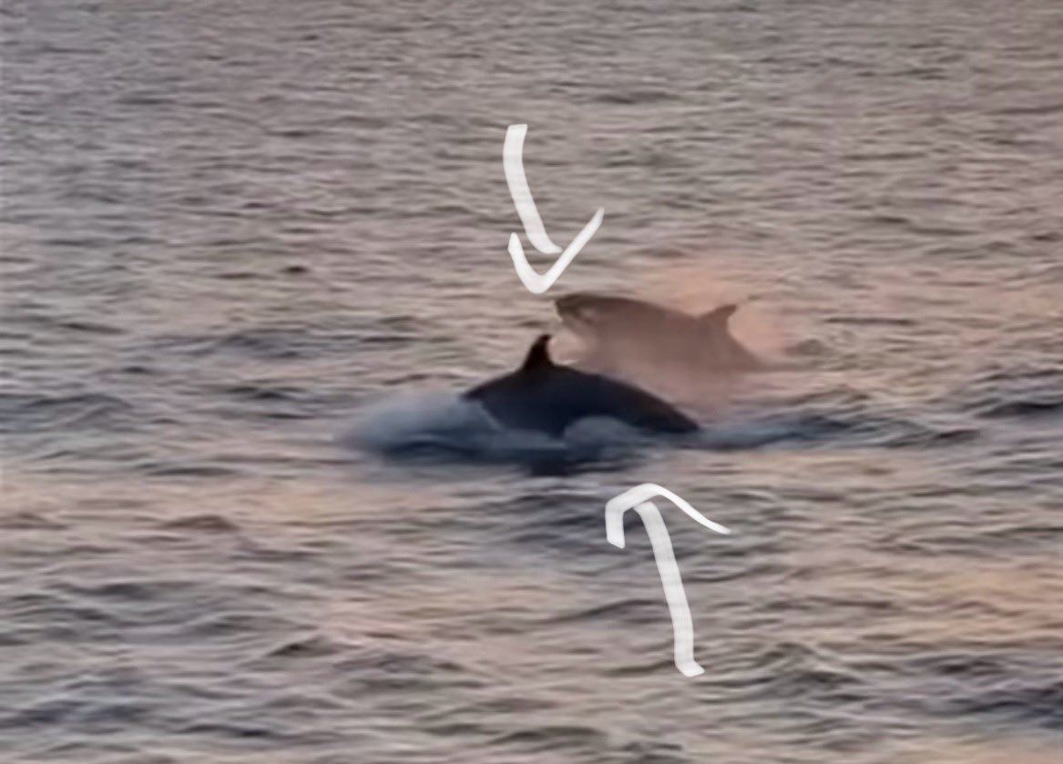 MikeDubberlyGDA's tweet photo. Orcas in the Gulf of Mexico😳👍🏽This awesome video captured by Charter Boat Lady Em out of Destin, Florida this week about 75-miles off the coast.  Dauphin Island Sea Lab marine biologists and Mackenzie Russell at the Alabama Marine Mammal Stranding Network confirm from the video that these are killer whales #orcasinthegulf #killerwhalesinthegulf #destin