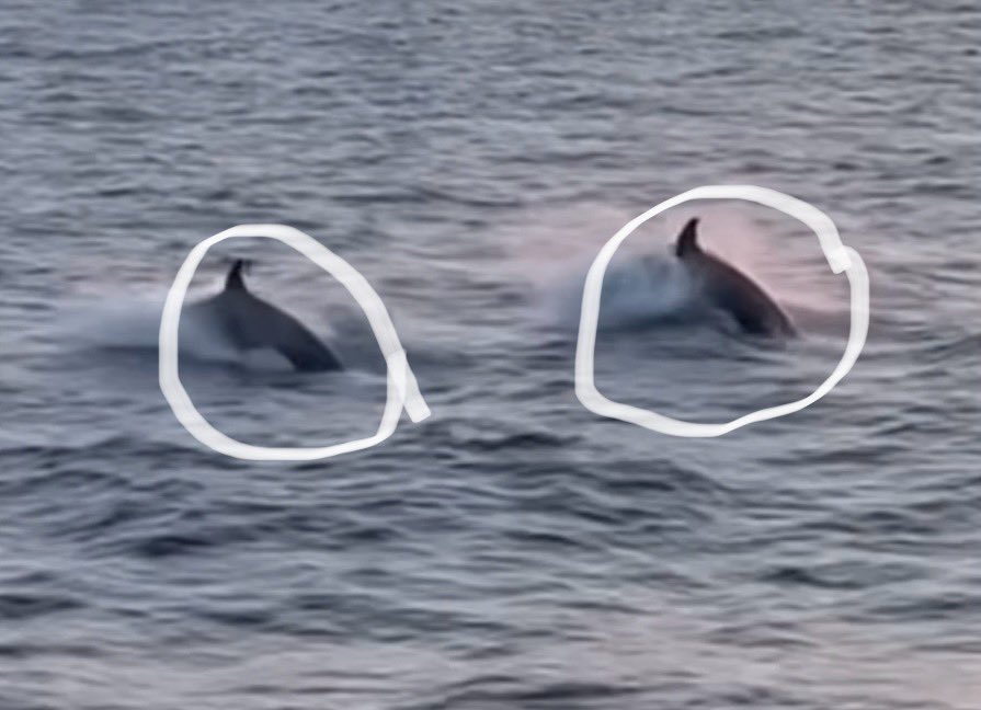 MikeDubberlyGDA's tweet photo. Orcas in the Gulf of Mexico😳👍🏽This awesome video captured by Charter Boat Lady Em out of Destin, Florida this week about 75-miles off the coast.  Dauphin Island Sea Lab marine biologists and Mackenzie Russell at the Alabama Marine Mammal Stranding Network confirm from the video that these are killer whales #orcasinthegulf #killerwhalesinthegulf #destin