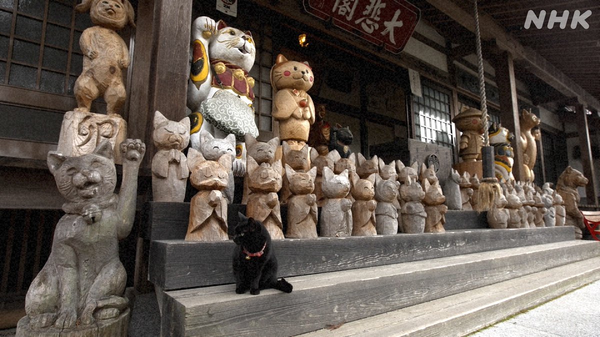 10年ぶりの山口だﾆｬ】 萩城跡の黒ネコ、24歳の白ネコ（！）、山あいの