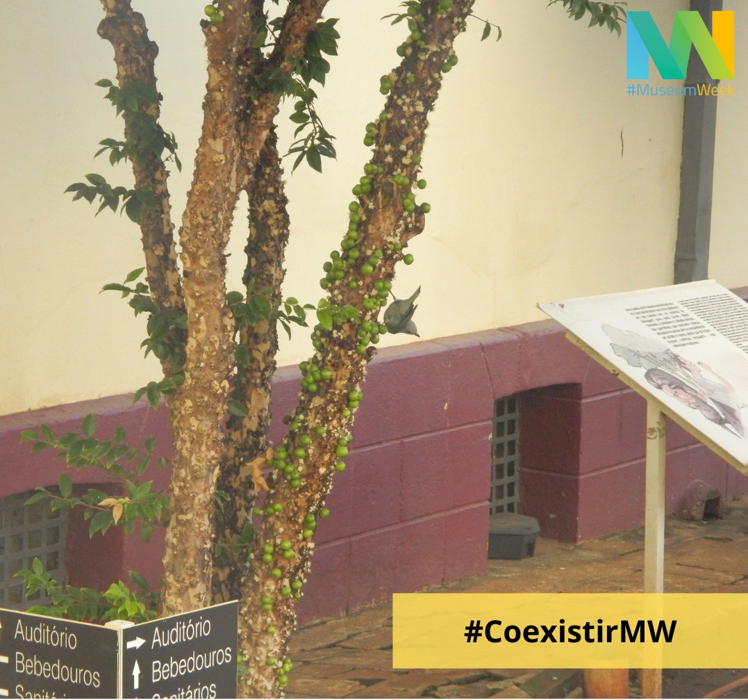 MuseuPrudente's tweet photo. Último dia de #MuseumWeek e nos despedimos com o tema #CoexistirMW, destacando a necessidade essencial de os humanos coexistirem não apenas entre si, mas também com todas as outras formas de vida.
#MuseumWeek2024
#CoexistMW https://t.co/kbxXpm8qai