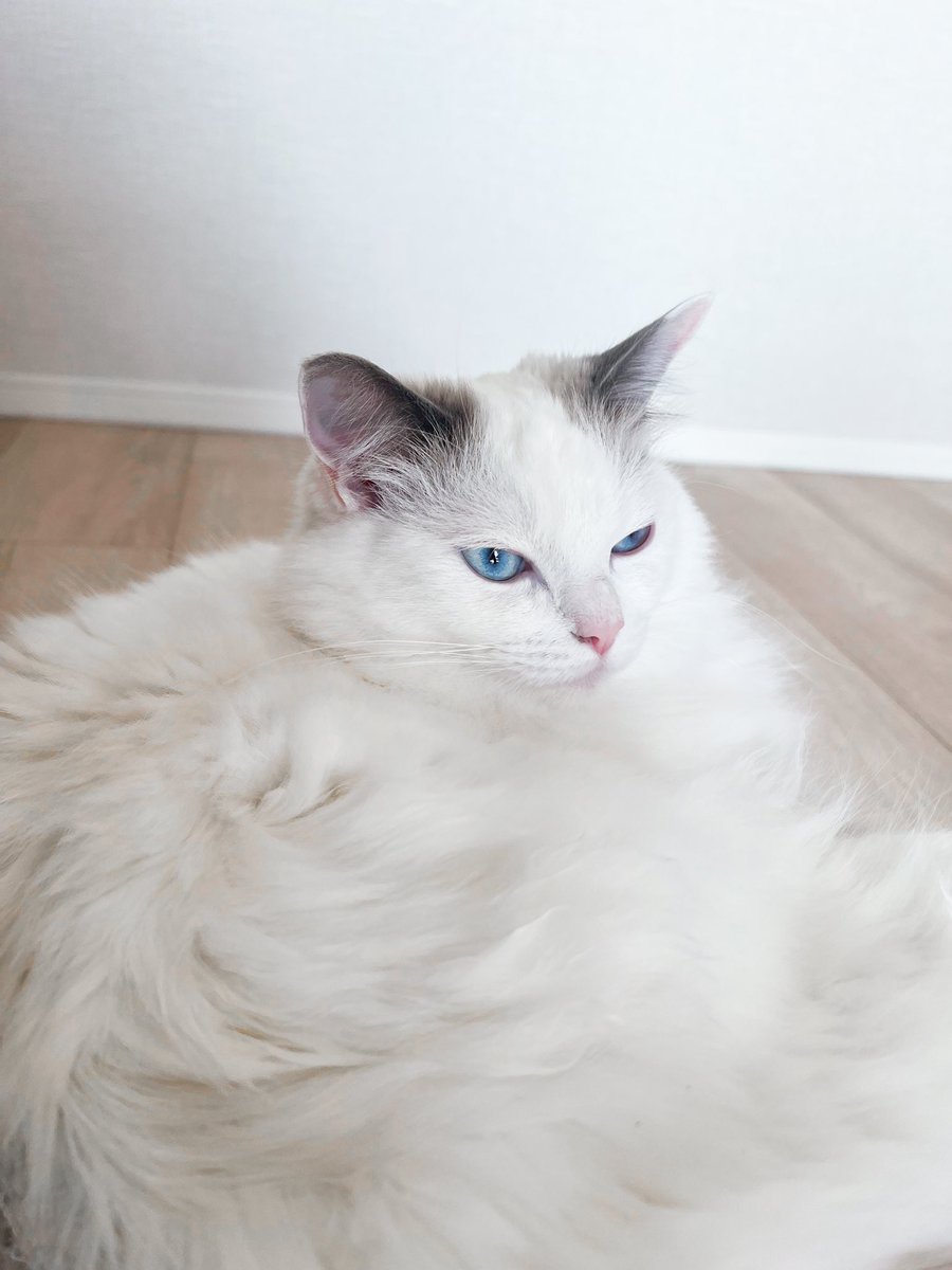 temmie20221224's tweet photo. 2024.02.09。
ウィンクが可愛い。
#day413 #猫のウィンク #猫のいる暮らし #テミー #temmie https://t.co/YLyKB5keLr