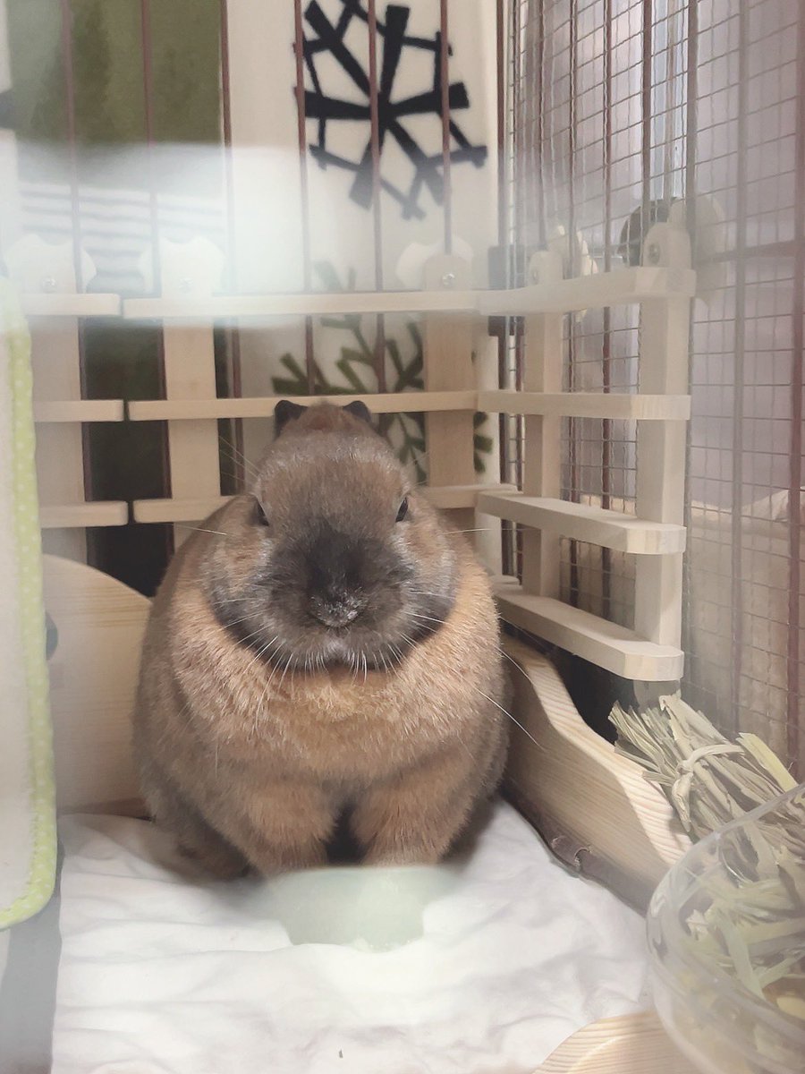 おしり汚れてたから拭いてあげたらめちゃくちゃに怒ってる🐰 #うさぎ