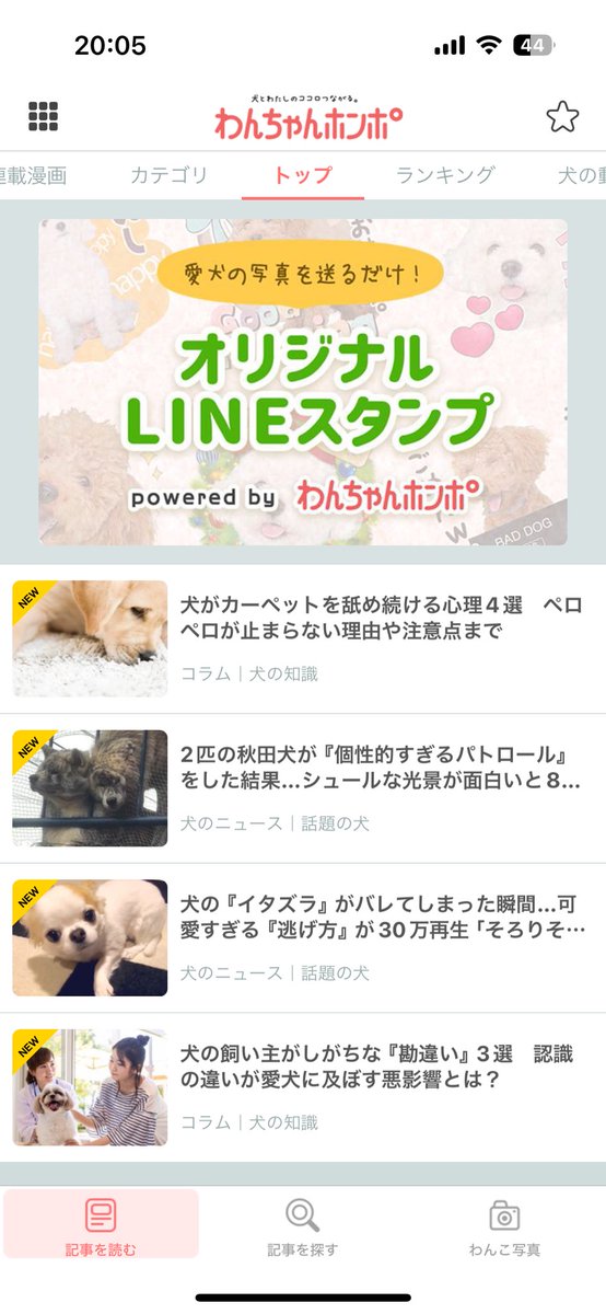 akitainuginmaru's tweet photo. わんちゃんホンポに掲載されました☺️☺️☺️

#秋田犬 #虎毛 #akitainu #puppy #silverbrindle #brindleakita #犬とキャンプ #看板犬 #海のある生活 #多頭飼い #秋田犬保存会 #わんちゃんポンポ https://t.co/toDm8nUMER
