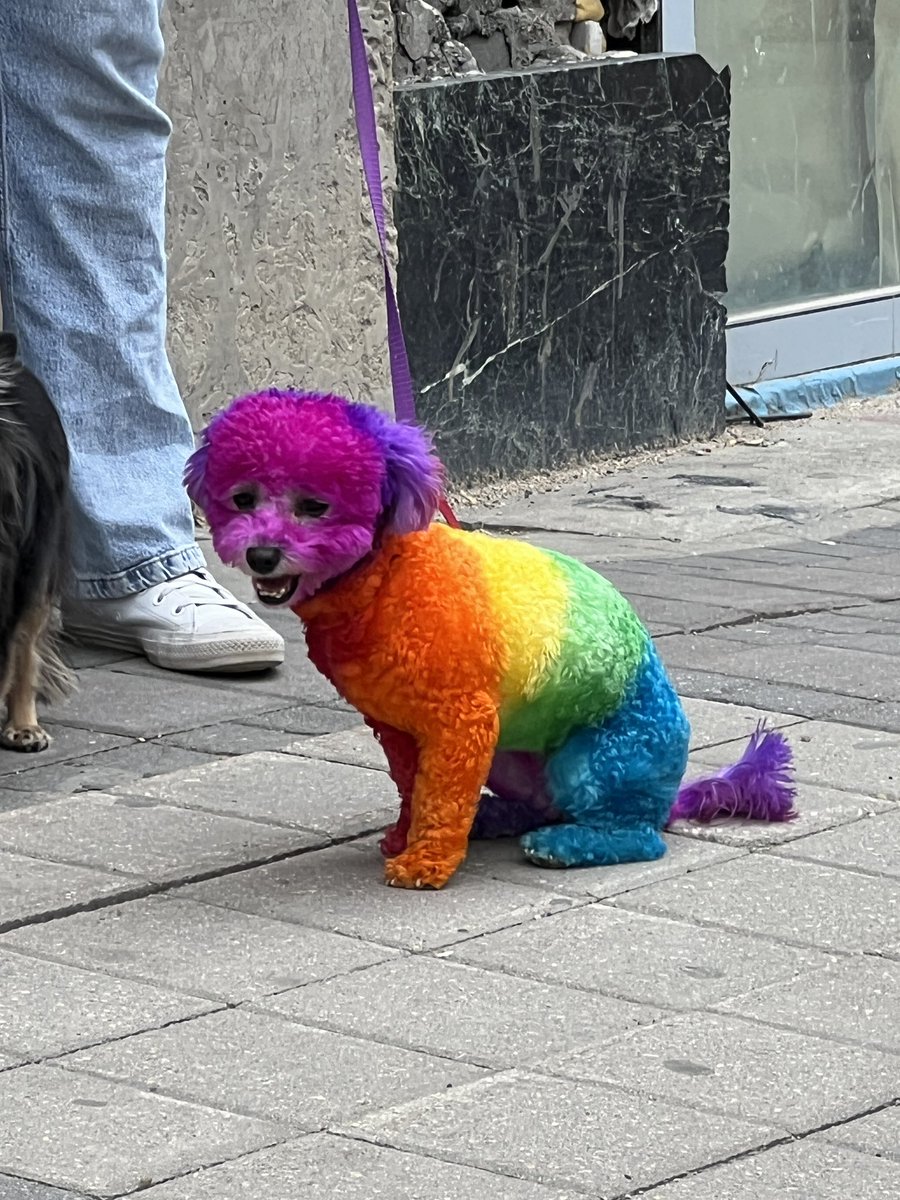 PuppySinging's tweet photo. Happy Pride Puppies! 🏳️‍🌈 https://t.co/DouDyOvqdr