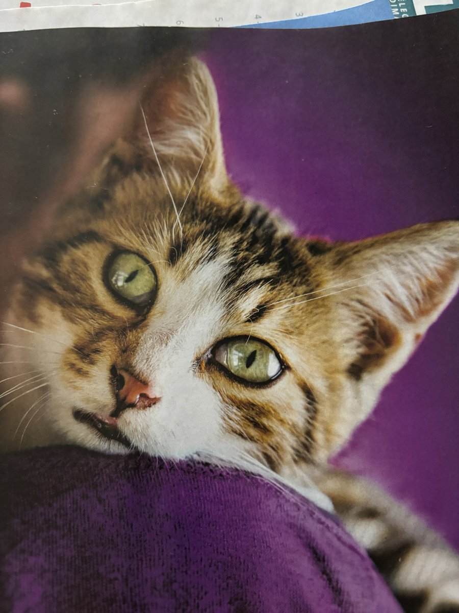 Avec confiance et détermination , mes chats ont décidé de partir vers Bruxelles ce #dimanche9juin  pour rejoindre tous leurs potes du #partianimaliste ! Ils y sont presque ! Aidez-les à atteindre  le parlement #europeennes2024 ! UN SEUL TOUR, UN SEUL VOTE ! <a href="/PartiAnimaliste/">Parti animaliste</a>