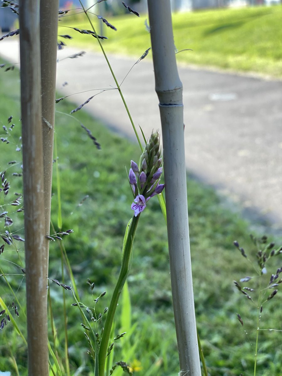 Milner Centre for Evolution tweet media