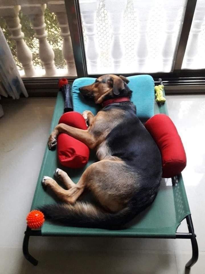 Happy Dog tweet media