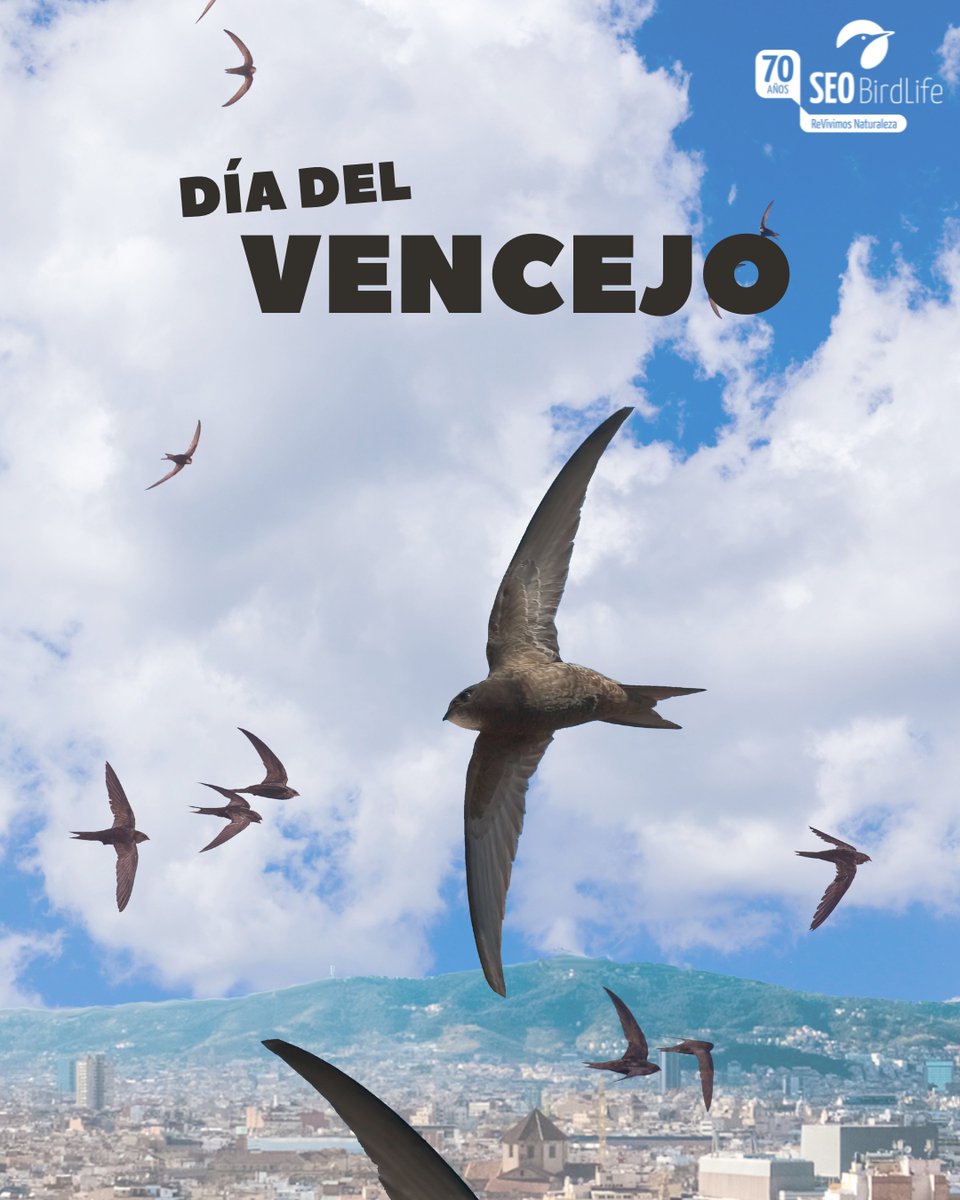 ¡Hoy se celebra a nivel mundial el #DíadelVencejo!🙌🌍

En España, tenemos vencejo común, pálido y real y, en menor medida, cafre, moro y unicolor.

📲INFO: seo.org/guia-de-aves-d…
🔁¡Comparte a estos acróbatas de aire!☁️
#DiaMundialdelVencejo #WorldSwiftDay