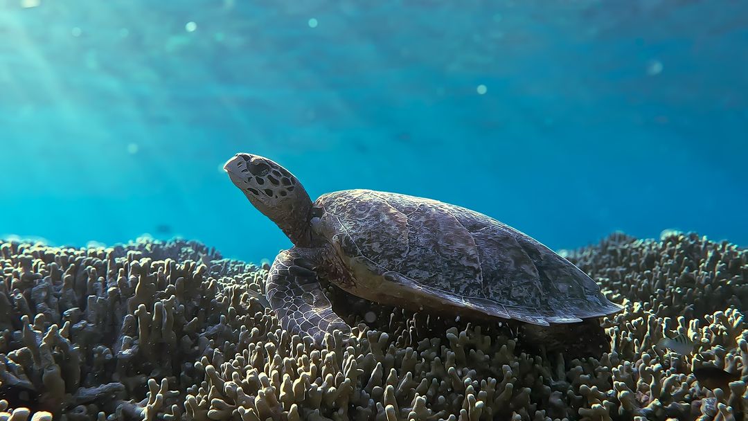 LibossoVincent's tweet photo. Diani Sea Turtle Festival returns for the fifth year!
#GenerationRestoration #diani #dianibeach #kenya #DianiSeaTurtleFestival #June16 #SaveOurTurtles
#ORPKenya #Seaturtles #Awareness #DTW #ORPKenya #CES #FunEvent #Awareness #OliveRidleyProject #PartnersInConservation https://t.co/CJ7aKHMzab