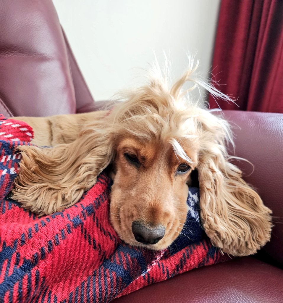 BonnieBess6's tweet photo. I visited the groomer yesterday &amp; had my summer hair cut. So here I am snuggled in a blanket in June. And no, mam, I don't care if I look like I've been dragged through a hedge backwards cause going through a hedge backwards is one of my favourite things to do #Wheressummer https://t.co/eStRsevkcA