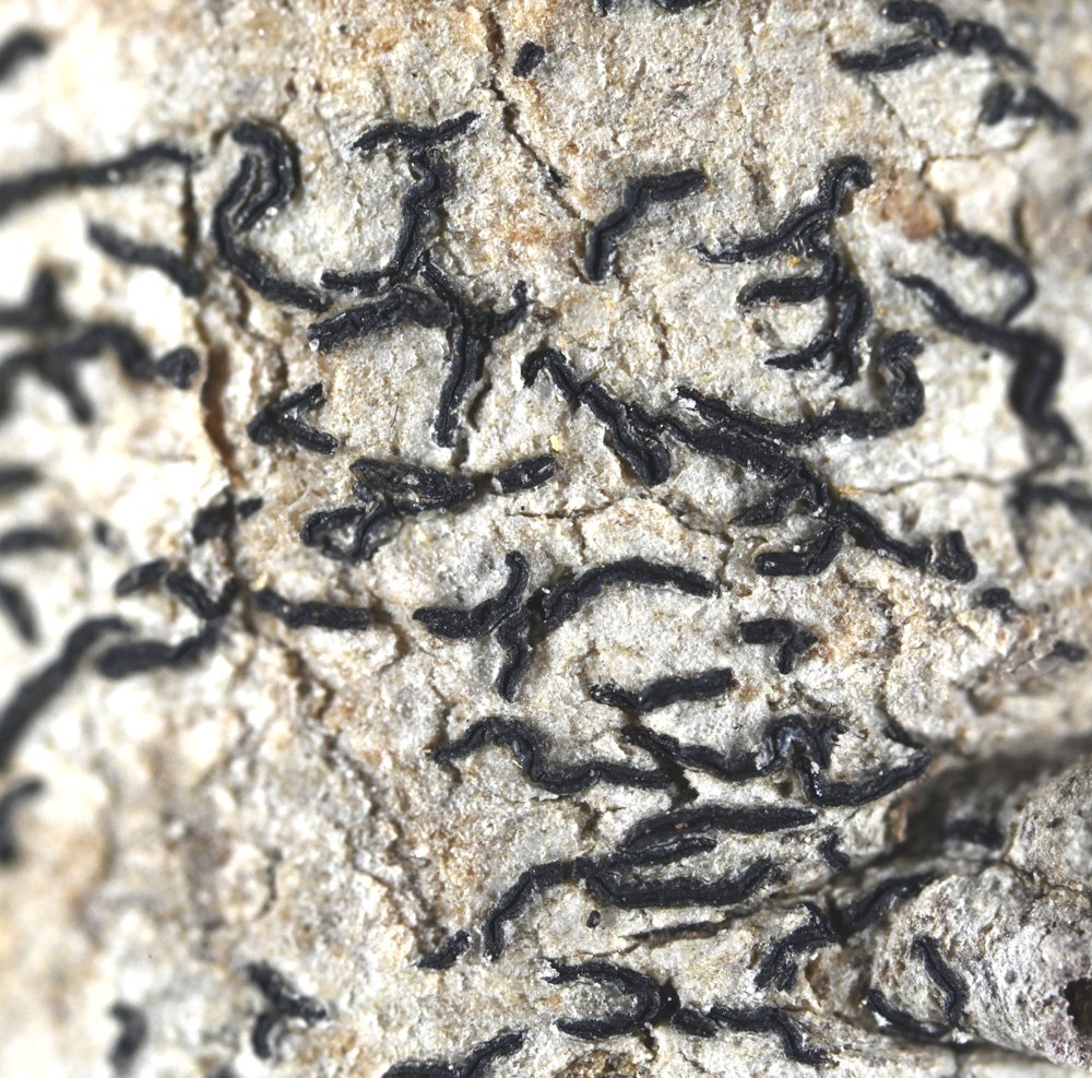 Herbari BCN CeDocBiV tweet media