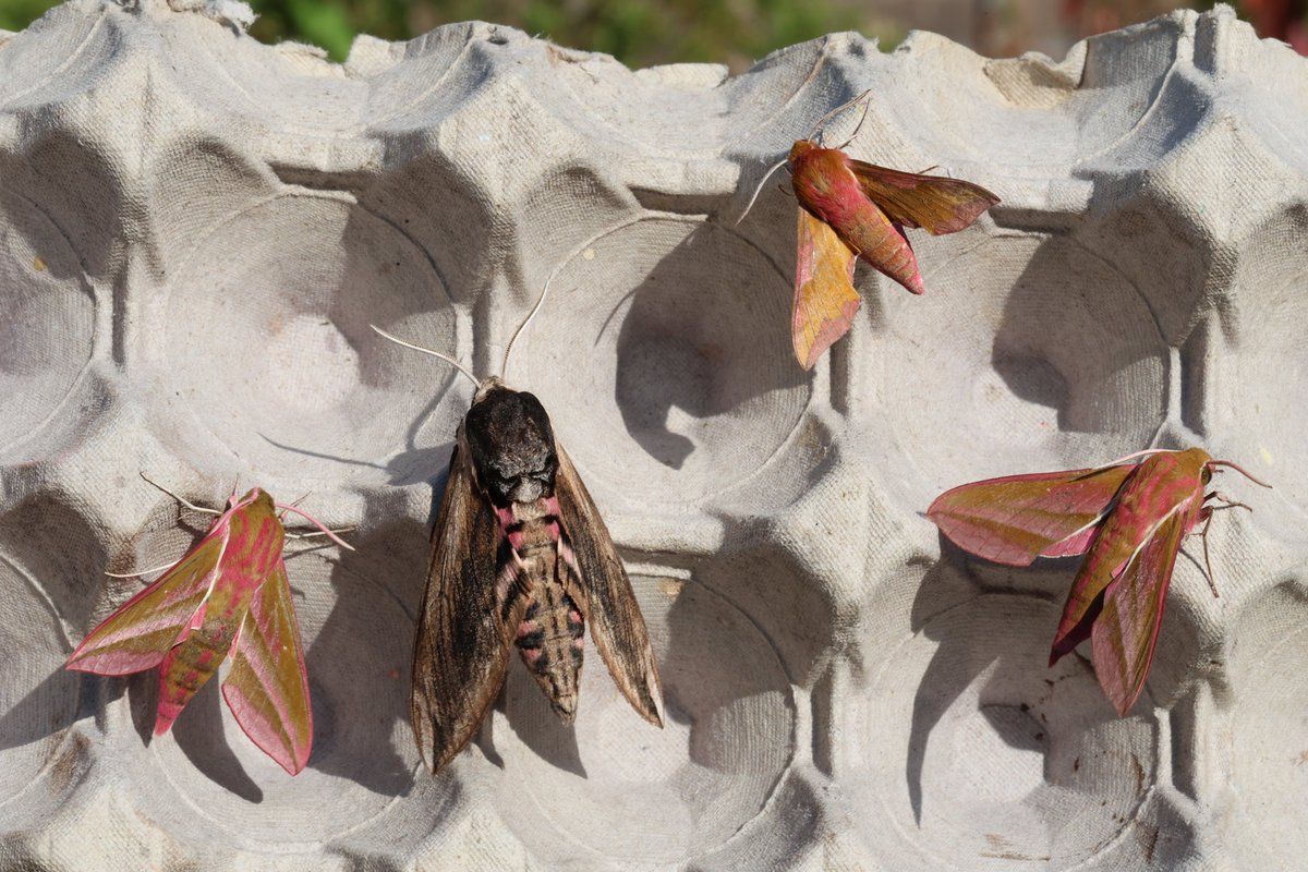 HenryStanier's tweet photo. The weather is warming up! This morning's #30DaysWild stars in the garden have brightened my day, thanks to their number, variety, and striking colours. The magnificent #PrivetHawkmoth in the centre, with an #ElephantHawkMoth either side and a #SmallElephantHawkMoth top right. https://t.co/AfRB7oJJRS