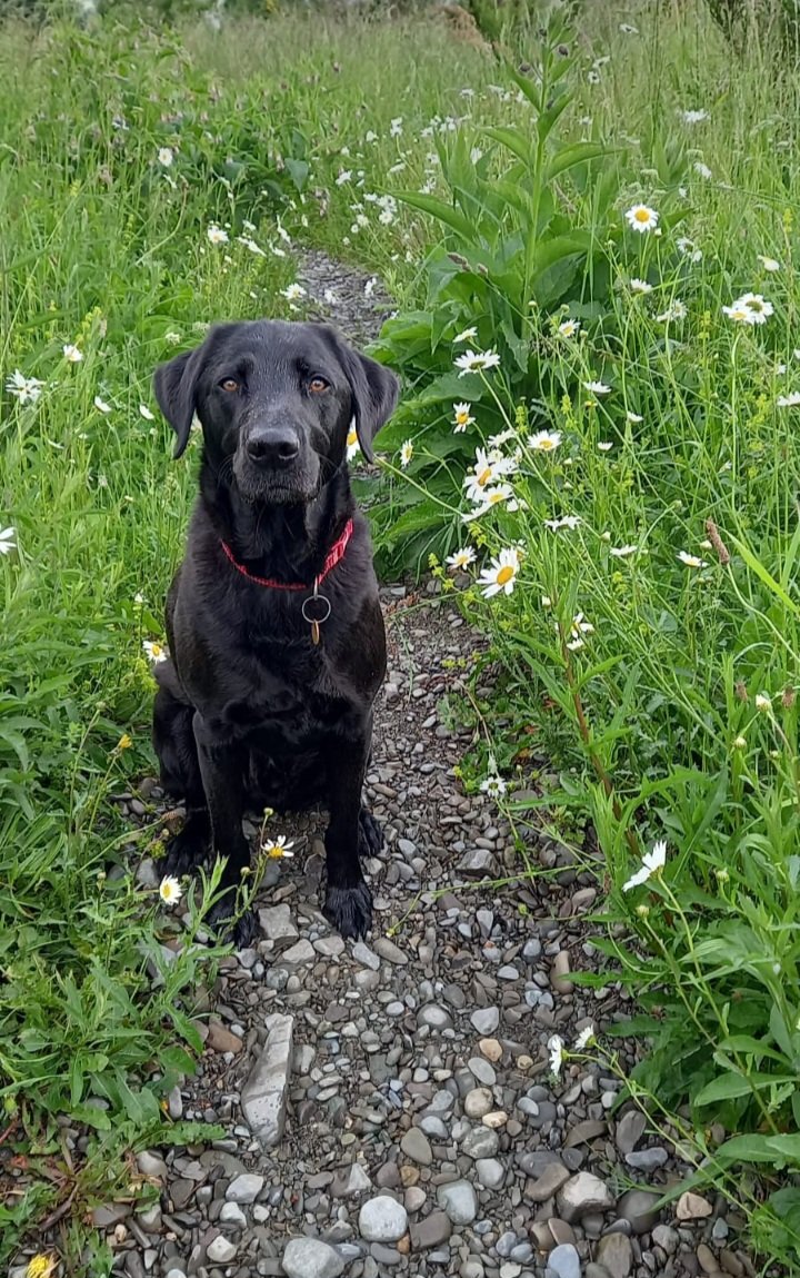 JonathanHumble's tweet photo. Look at that face x #OutWithArthur #GoodMorning #Cumbria https://t.co/I7B8LgwppM
