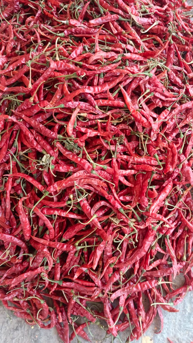 EXIMPURITY's tweet photo. Premium quality Teja/S17 available for export from India to the world. Contact us at eximpurity@gmail.com and WhatsApp us at+916359951566 for details. https://t.co/oEFCQ4ohbL