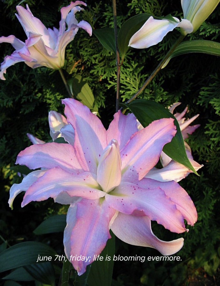 Aphrodite🧚 tweet media