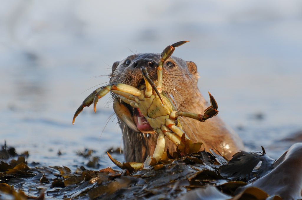 Brydon Thomason (@shetlandnature) on Twitter photo Fancy a photo-tour with us on Shetland next month? A room has become available. Just 3-4 tour participants with exclusive week and private catering at <a href="/bordanoostlodge/">Unst holiday let & B&B</a> on unst shetlandnature.net/photo-tours/shβ¦ Fancy a photo-tour with us on Shetland next month? A room has become available. Just 3-4 tour participants with exclusive week and private catering at <a href="/bordanoostlodge/">Unst holiday let & B&B</a> on unst shetlandnature.net/photo-tours/shβ¦