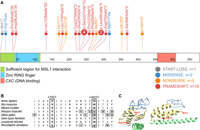 hug_leipzig's tweet photo. #MSL2 variants lead to a neurodevelopmental #syndrome with incoordination, #epilepsy, specific dysmorphism and a pronounced episignature. A new paper by some colleagues including @platzer_k (pic 1 shows the location of the variant along MSL2) βͺοΈ https://t.co/Vu0gFO12UH https://t.co/0hK1dQzjs7