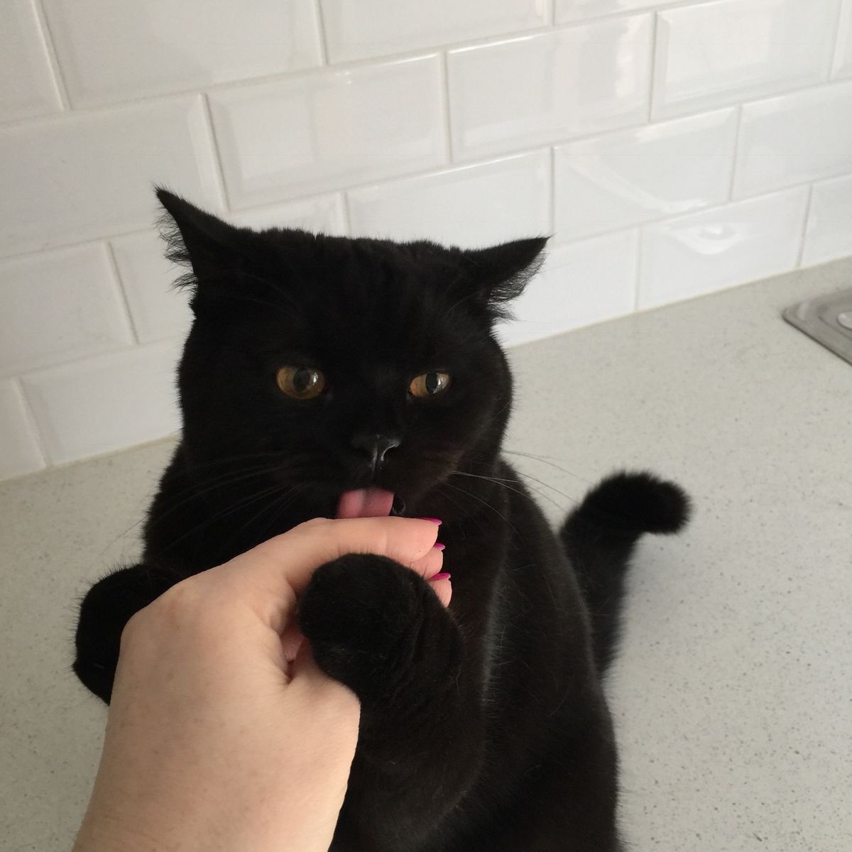 blackscats's tweet photo. https://t.co/2VZSoKJgBJ