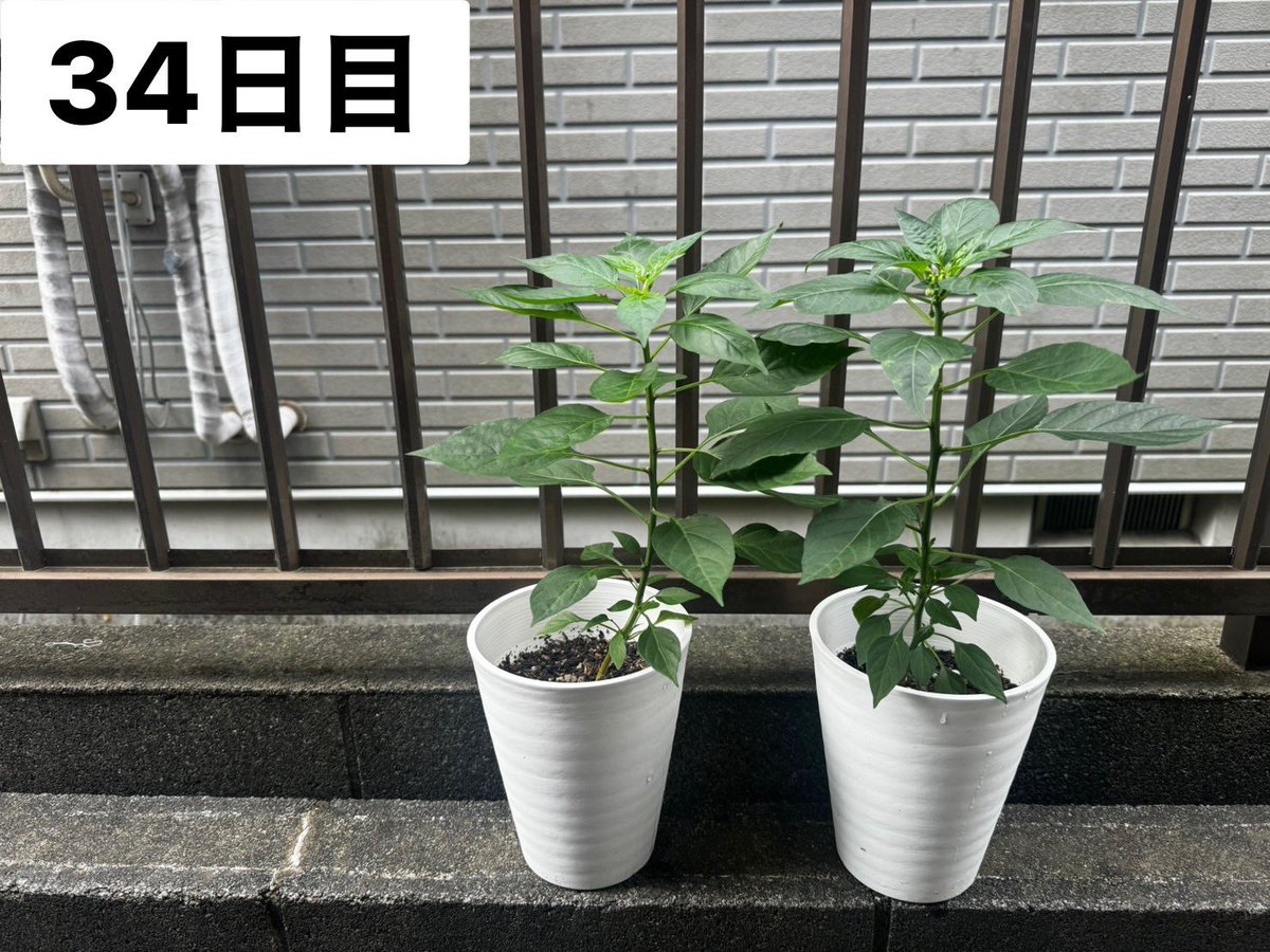 15Achaaan's tweet photo. 2週間分の唐辛子ちゃん。
かなり大きくなった😊✨
元気そうです☺️
そろそろワンサイズ大きい鉢に変えようかな？
観葉植物も育ててて、鉢が余ってるから助かる🙏 https://t.co/MC4DZxu3zQ
