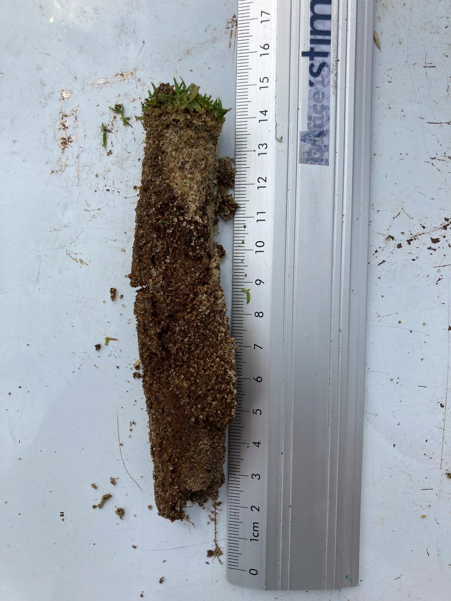 Maxstim (@maxstimltd) on Twitter photo Great catching up with <a href="/AntzXVI/">Antony Kirwan</a> at <a href="/Romfordgolfclub/">Romford Golf Club</a> looking at plant health & root development. It’s their second season using <a href="/MaxstimLtd/">Maxstim</a> Sports Turf & Cynosa silicon complex biostimulants. 13.6 cm root is impressive. Their greens are in great shape. Well done Antony and team. Great catching up with <a href="/AntzXVI/">Antony Kirwan</a> at <a href="/Romfordgolfclub/">Romford Golf Club</a> looking at plant health & root development. It’s their second season using <a href="/MaxstimLtd/">Maxstim</a> Sports Turf & Cynosa silicon complex biostimulants. 13.6 cm root is impressive. Their greens are in great shape. Well done Antony and team.