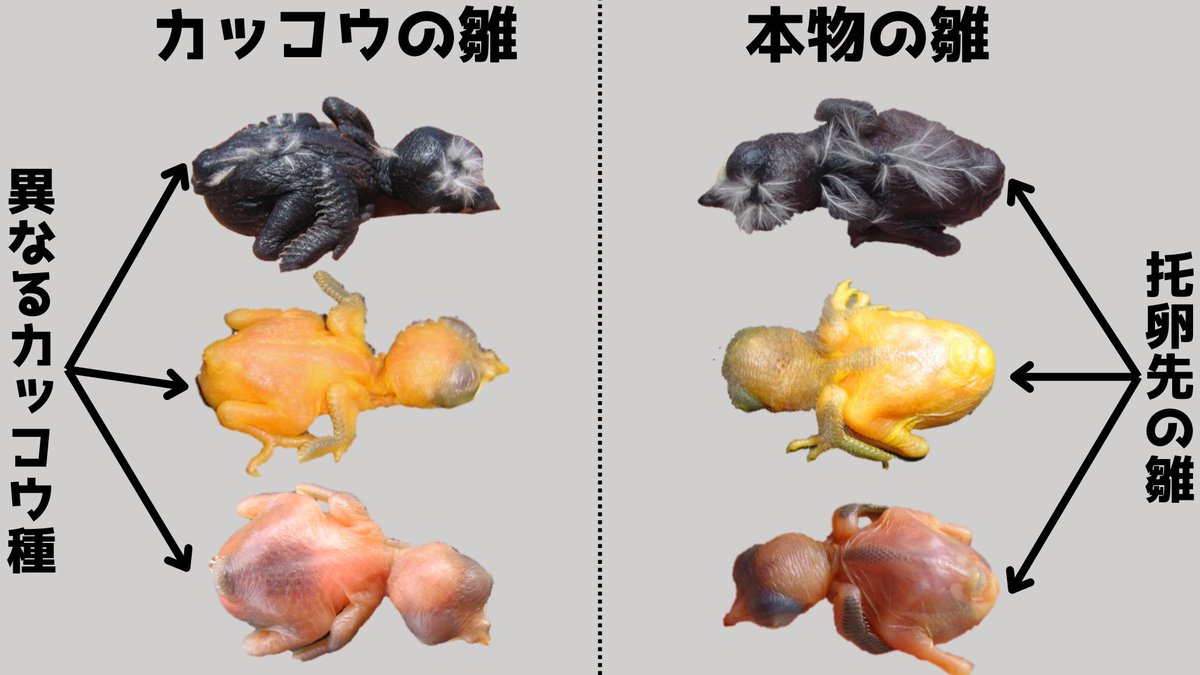 托 卵 の 子