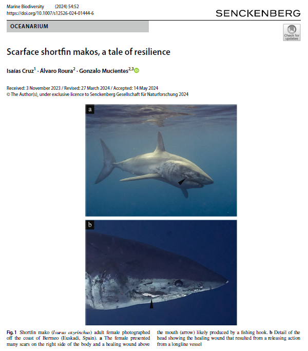 gmucientes's tweet image. Scarface shortfin #makos, a tale of resilience rdcu.be/dJ3BB @SocEspEtoEcoEvo @ecologiaazul @CIBIO_InBIO