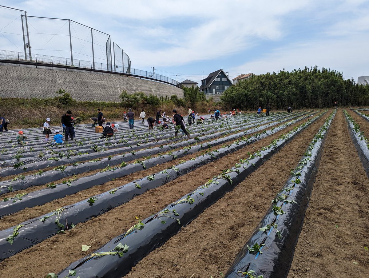 Ff24farm's tweet photo. 昨日は地元の小学生と芋苗植えをやりました。
#さつまいも
#大洗
#食育
#ポケマル
#産直アウル https://t.co/vs5SVCGe9e