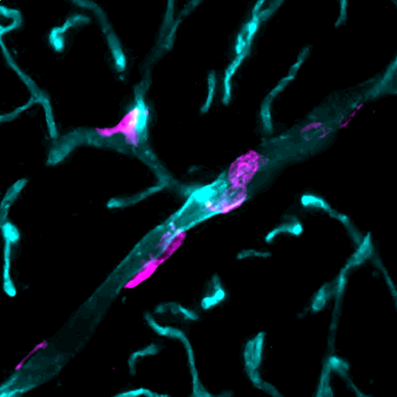 Jake_Cashion_'s tweet image. Perivascular macrophages (LYVE1🟣) on blood vessels (CD31🔵) clearing out the brain 🧠 #FluorescenceFriday #neuroscience #immunohistochemistry